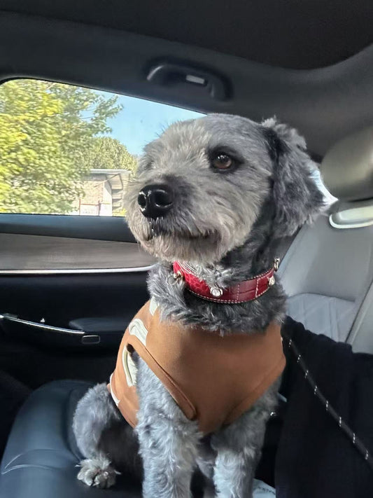 Meeting Grey: How a Scroll Online Led Us to a Very Special "Colleague"