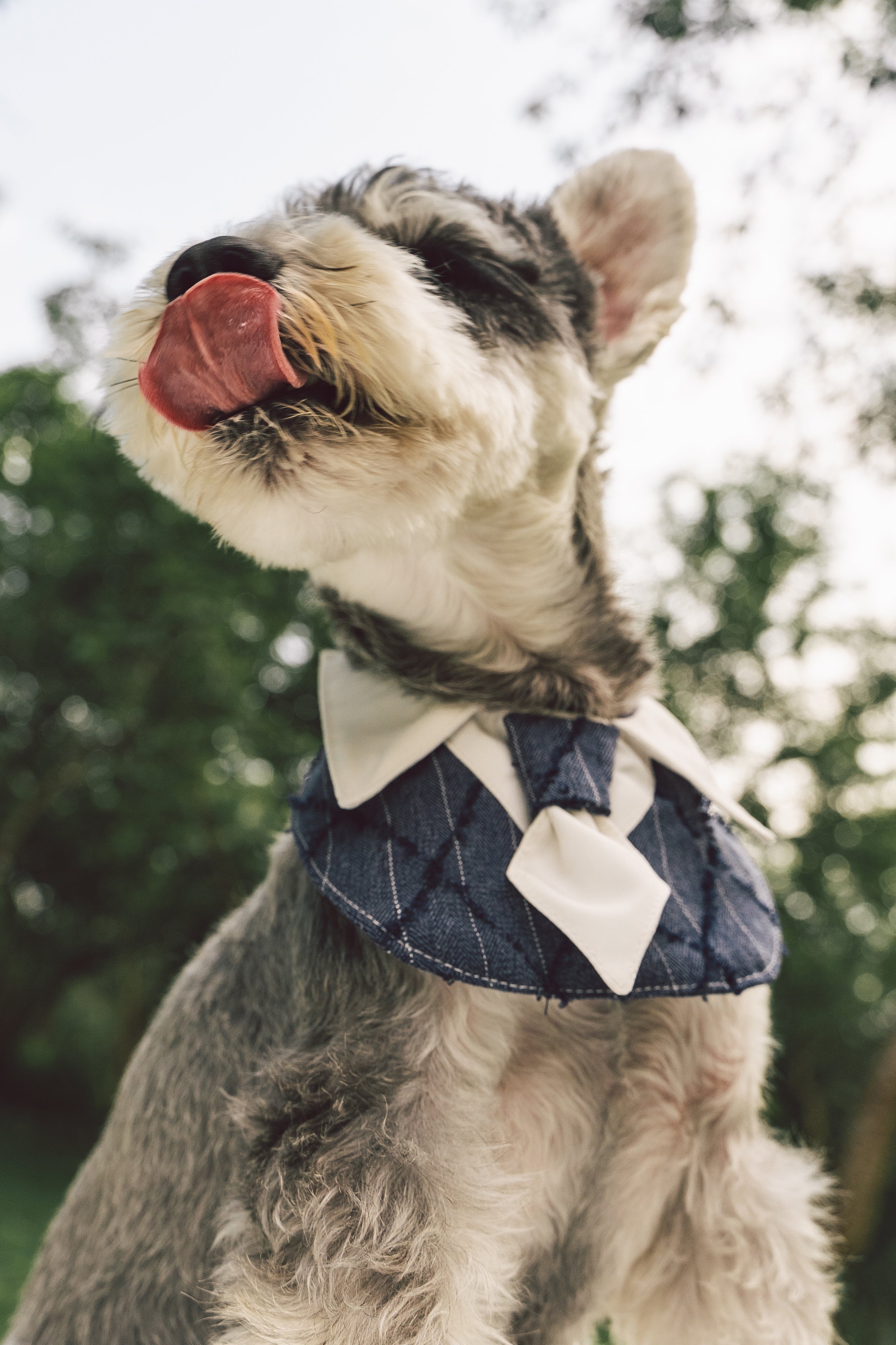 Pet bandana